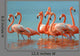 Flamingos Are Walking River Wall Decal
