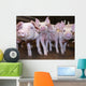 Pigs Wall Decal