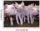 Pigs Wall Decal