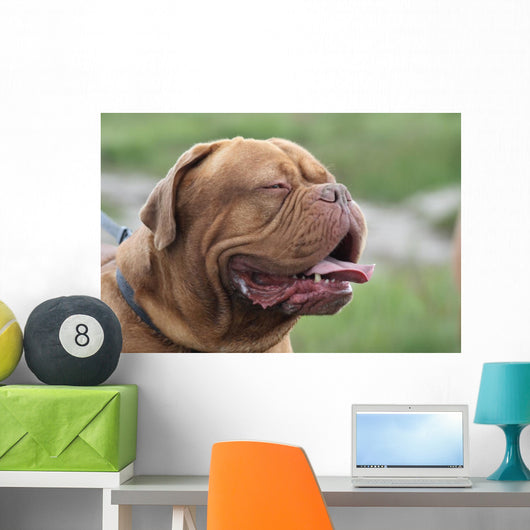 Bordeauxdogge Wall Decal