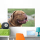 Bordeauxdogge Wall Decal