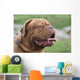 Bordeauxdogge Wall Decal