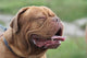 Bordeauxdogge Wall Decal