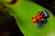Red Poison Frog Wall Decal