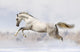 Silver-White Stallion Wall Decal