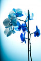 Vertical Blue Orchid Wall Decal