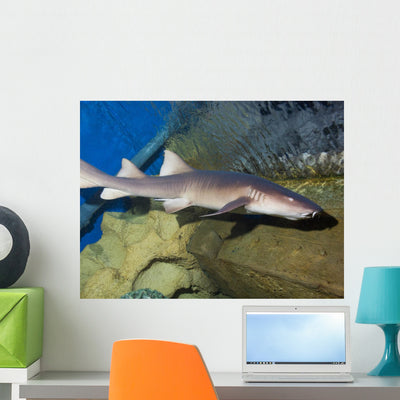 Nurse Shark Ginglymostoma Cirratum Wall Decal shown on a wall