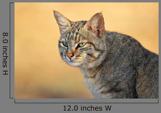 African Wild Cat Wall Decal