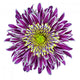 Chrysanthemum Flower Purple Wall Decal