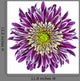 Chrysanthemum Flower Purple Wall Decal