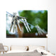 Outdoors Clothesline Wall Decal