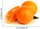 Oranges Citrus Fruit Wall Decal