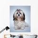 Shih Tzu Dog Wall Decal