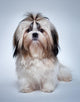 Shih Tzu Dog Wall Decal