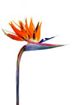 Strelitzia Reginae Wall Decal