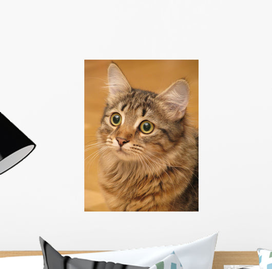 Siberian Cat Closeup Wall Decal