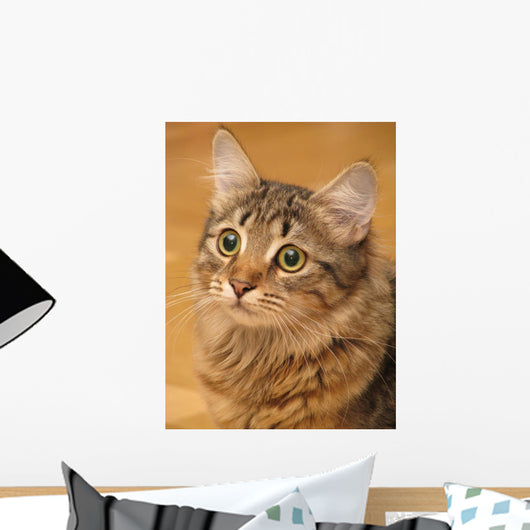 Siberian Cat Closeup Wall Decal