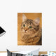 Siberian Cat Closeup Wall Decal