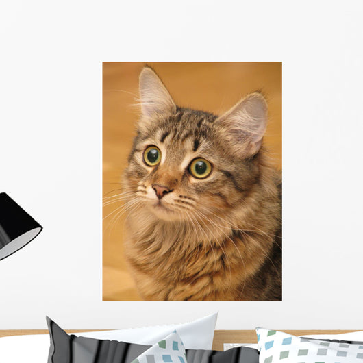 Siberian Cat Closeup Wall Decal