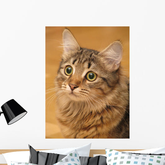 Siberian Cat Closeup Wall Decal