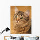 Siberian Cat Closeup Wall Decal