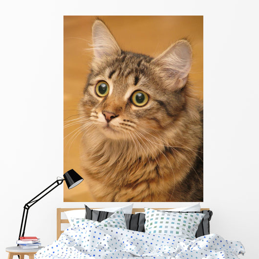 Siberian Cat Closeup Wall Decal