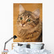 Siberian Cat Closeup Wall Decal