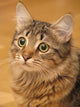 Siberian Cat Closeup Wall Decal