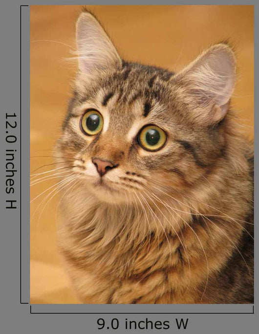 Siberian Cat Closeup Wall Decal