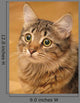 Siberian Cat Closeup Wall Decal