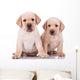 Two Little Labrador Retriever Puppies Wall Decal