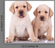 Two Little Labrador Retriever Puppies Wall Decal
