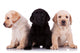 Three Little Labrador Retriever Puppies Wall Decal