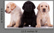 Three Little Labrador Retriever Puppies Wall Decal