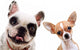 Chihuahua And French Bull Wall Decal