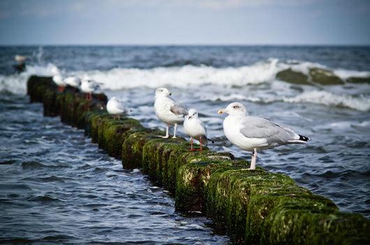 Seagulls Breakwater Wall Decal