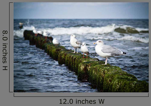 Seagulls Breakwater Wall Decal