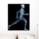 Anatomy Running Skeleton Wall Decal