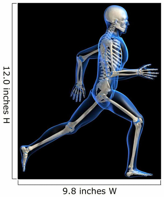Anatomy Running Skeleton Wall Decal