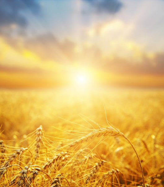 Golden Wheat Field And Sun Beams Wall Decal