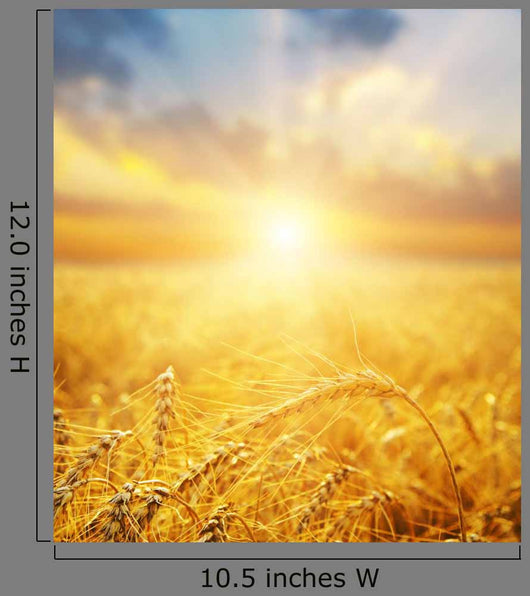 Golden Wheat Field And Sun Beams Wall Decal