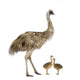 Emu And Chicks Wall Decal