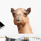 Camel Head Wall Decal
