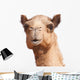 Camel Head Wall Decal