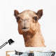 Camel Head Wall Decal