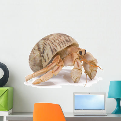 Hermit Crab Wall Decal shown on a wall