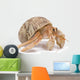 Hermit Crab Wall Decal