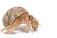 Hermit Crab Wall Decal