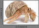 Hermit Crab Wall Decal