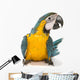 Sitting Blue And Gold Macaw Wall Decal